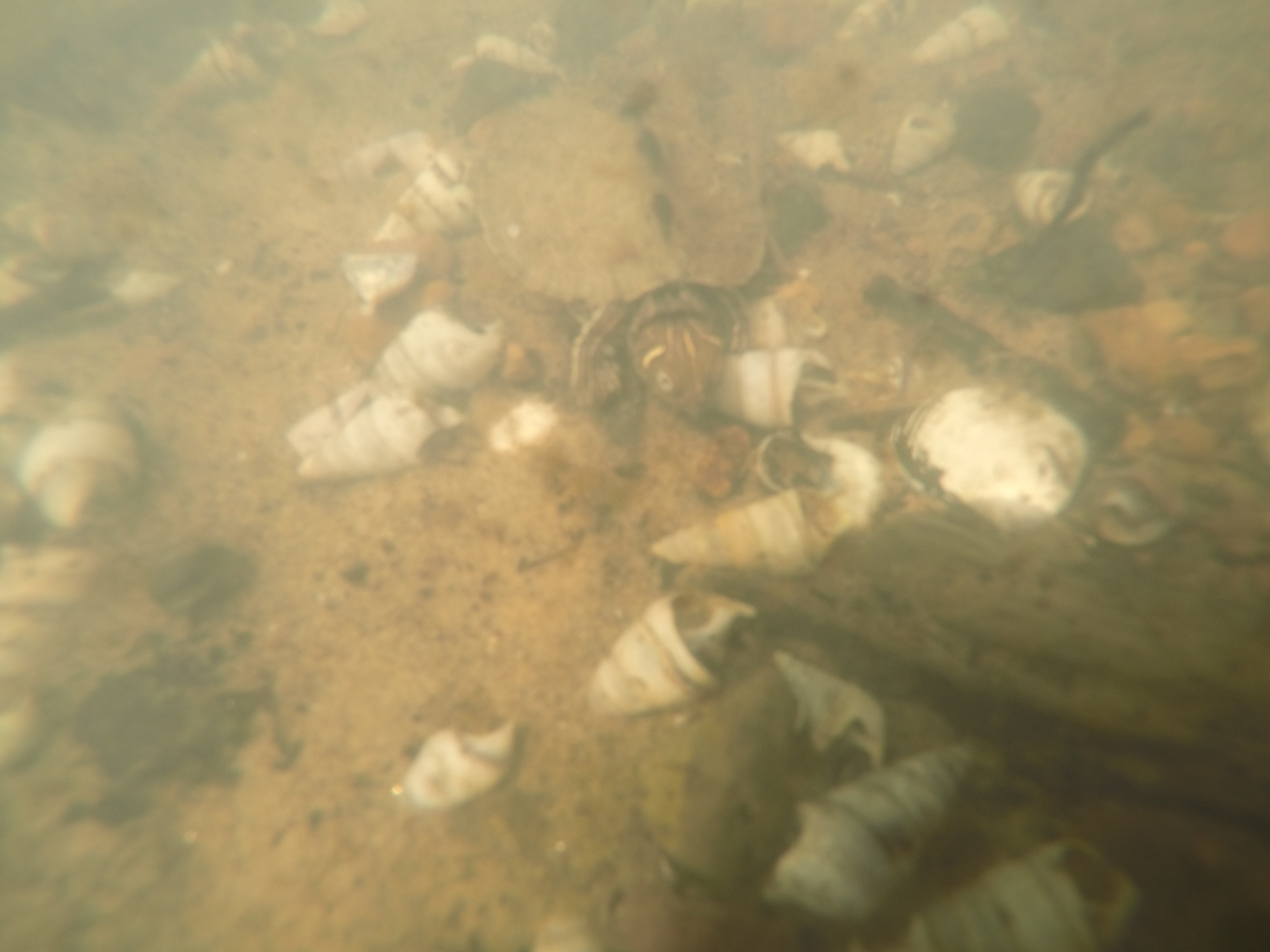 An underwater photo of a Mississippi map turtle on the sandy bottom of the lake 